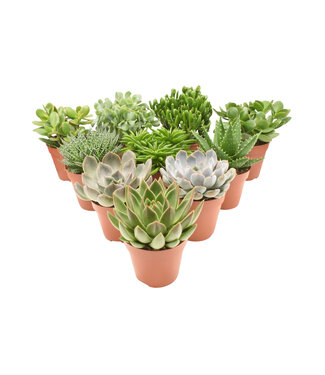 ME Succulent mix | Per 8 pieces