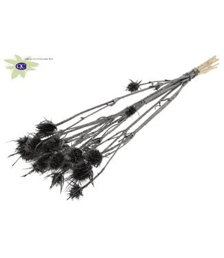 QC Graphite metallic coloured dried thistles | Cardi Stella dried flowers | Length 55 centimetres | 10 pieces per bunch | Per 6 bunches