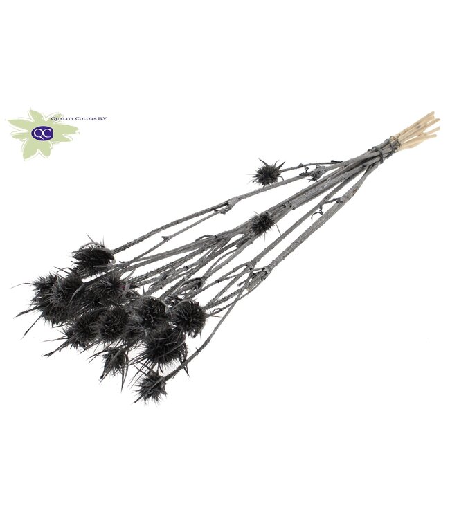 Graphite metallic coloured dried thistles | Cardi Stella dried flowers | Length 55 centimetres | 10 per bunch | Order per 6 bunches