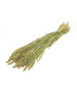 LDD Panicum natural green | Per 25 stuks