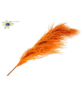 QC Pampas Grass ± 175cm per pc Orange | Per 10 stuks