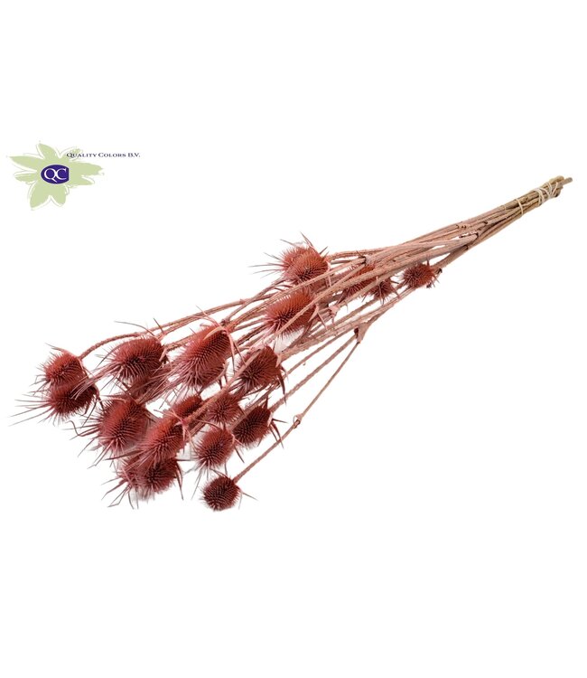 Mat pink natural dried thistles | Cardi Stella dried flowers | Length 70 centimetres | 5 pieces per bunch | Order per 15 bunches