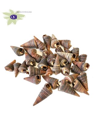 QC Cone seashells in bag | Weight 1 kilogram | Per 5 bags