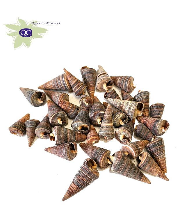 Cone seashells in bag | Weight 1 kilogram | Order per 5 bags