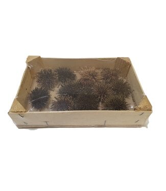 QC Sea Urchin | Ø5cm 12pc in box Natural  | Per stuk