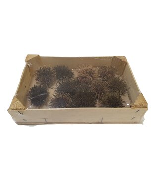 QC Sea Urchin Ø5cm 12pc in box Natural ( x 1 )