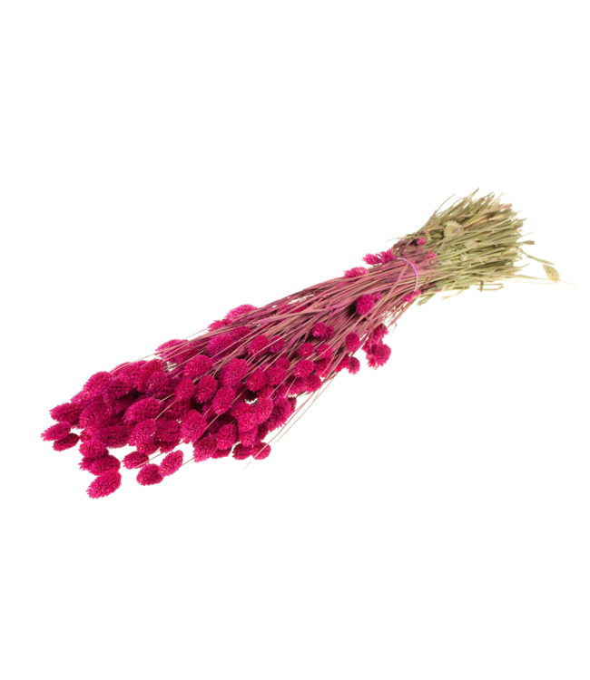 Cherry-coloured dried Canary Grass | Phalaris dried flowers | Order per 20 bunches