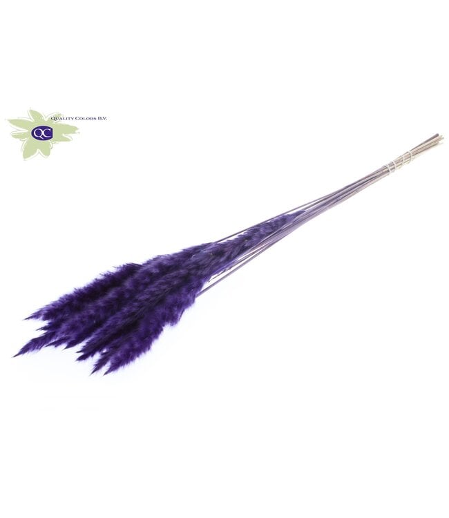 Fluffy Pampas L80 10 st/bunch Purple | Per 10 stuks te bestellen