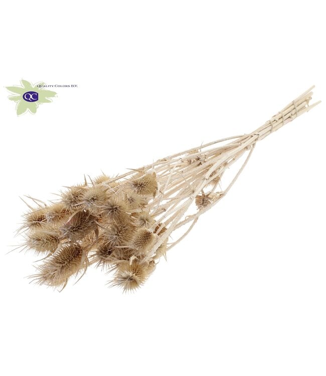 Pearl-white dried thistles | Cardi Stella dried flowers | Length 55 centimetres | 10 per bunch | Order per 6 bunches