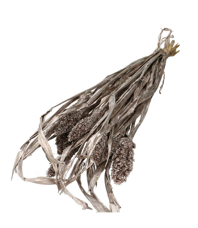 Champagne-coloured Sorghum dried flowers | Length 70 centimetres | Ordered by piece