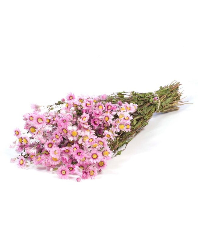 Rhodanthe natural pink ( x 25 )