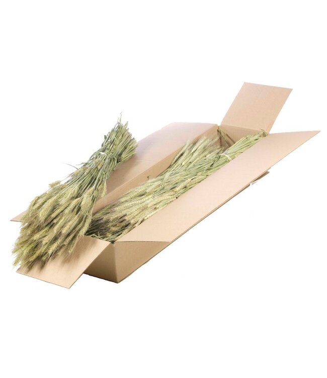 Triticale SB natural green | Per 4 stuks te bestellen