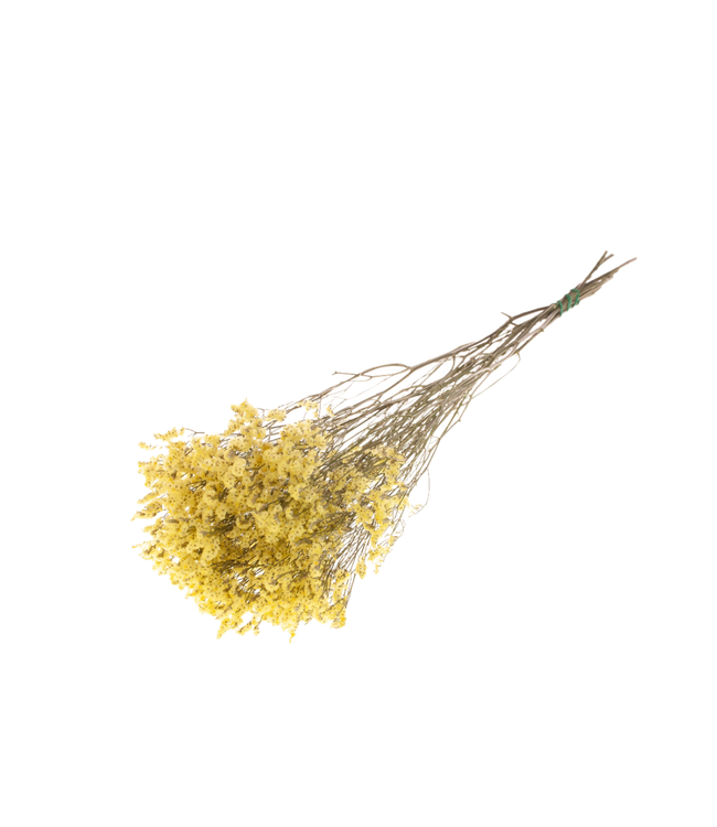 Natural yellow dried Limonium diamond | Statice dried flowers | Order per 20 bunches