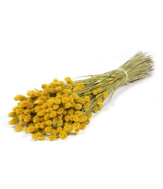 LDD Yellow dried canary grass | Phalaris dry flowers | Per 20 bunches