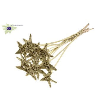 QC Lata Star on stem Gold | Per 50 stuks