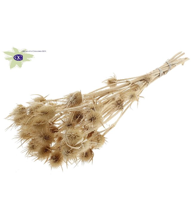 Bleached dried thistles | Cardi Stella dried flowers | Length 55 centimetres | 10 per bunch | Order per 15 bunches