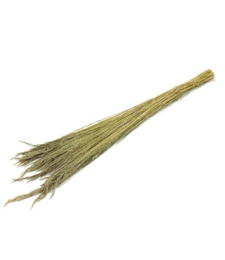 4A Droogbloem Erba grass 110cm ( x 1 )