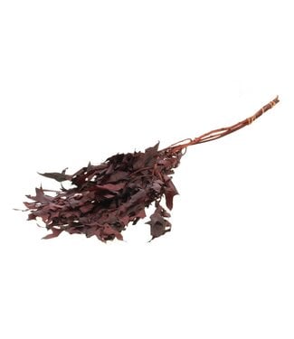 LDD Scarlet Oak leaf preserved bordeaux ( x 12 )