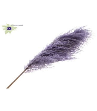 QC Pampas Grass ± 175cm per pc Milka ( x 10 )