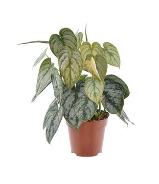 ME Philodendron Brandtianum | Per 6 pieces