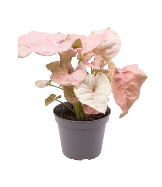 ME Syngonium Neon® 6 cm | Per 12 stuks