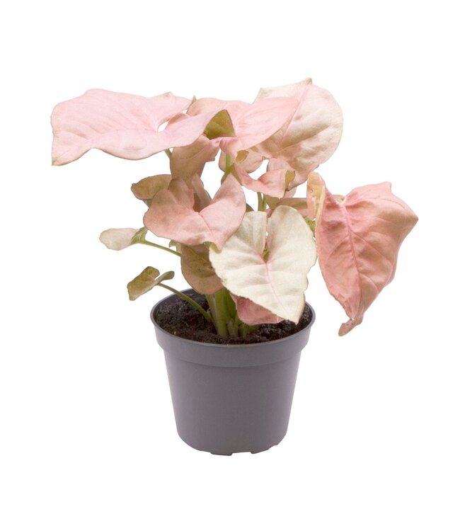 Syngonium Neon® 6 cm | Per 12 stuks