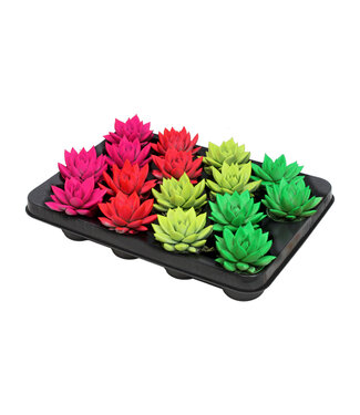 ME Echeveria coloured neon mix | Per 16 pieces