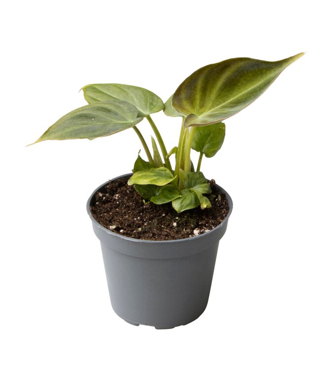 Philodendron Verrucosum | Per 12 stuks