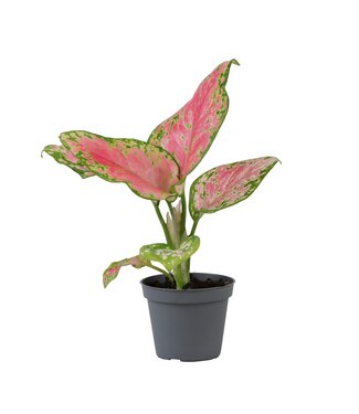 ME Aglaonema rood Valentine | Per 12 stuks