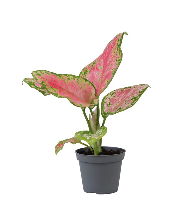 Aglaonema rood Valentine | Per 12 stuks