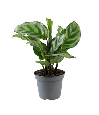 ME Calathea Freddie | Per 12 stuks