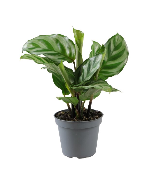 Calathea Freddie | Per 12 stuks