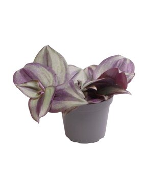 ME Tradescantia Zebra | Pro 20 Stück