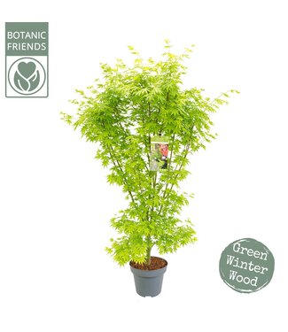 ME Acer palm. 'Going green'® | Per piece