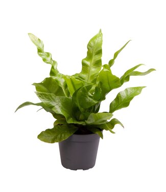 ME Asplenium Crispy Wave® | Pro 20 Stück