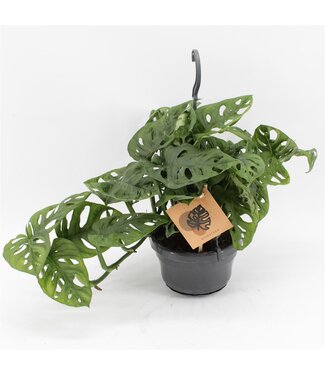 ME Monstera Monkey Leaf in Hängetopf | Pro 8 Stück