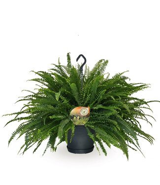 ME Nephrolepis Green Lady hanging pot | Per 2 pieces