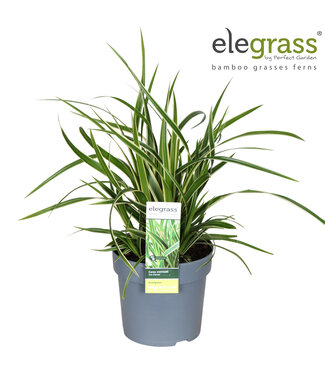 ME Carex morrowii 'Ice Dance' | Pot size 14 | 8 pieces