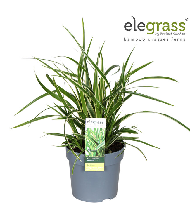 Carex morrowii 'Ice Dance' | Pot size 14 | 8 pieces