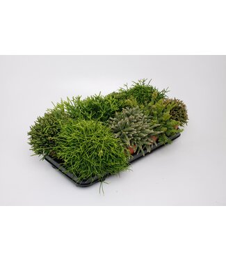 ME Rhipsalis gemengd | Per 8 stuks