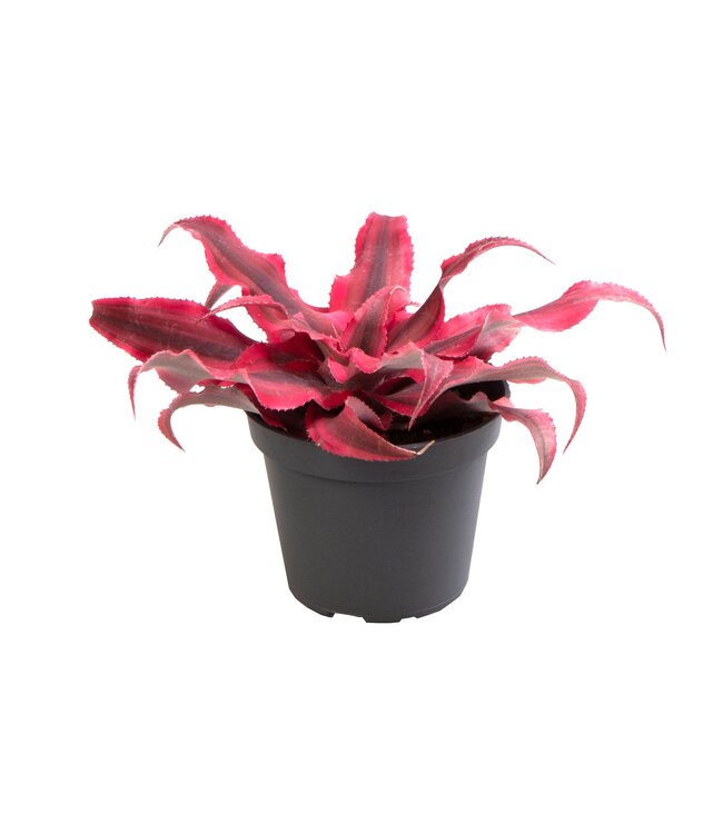 Cryptanthus Super rosa | Pro 12 Stück