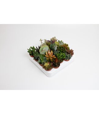 ME Succulenten gemengd | Per 20 stuks