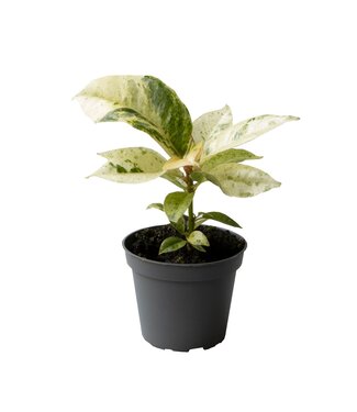 ME Ficus Elastica Schrijveriana | Per 12 pieces