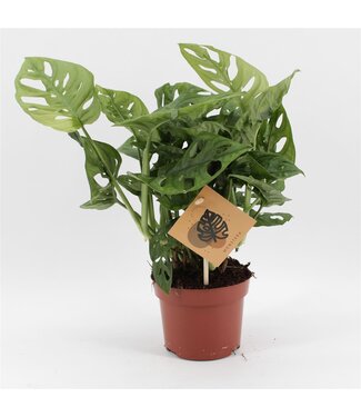 ME Monstera Monkey Leaf | Per 10 pieces