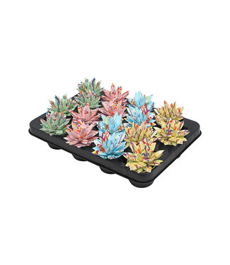 ME Echeveria bunt Splash Pastell Mix | Pro 16 Stück