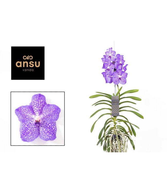 Vanda hellblau | Pro 2 Stück