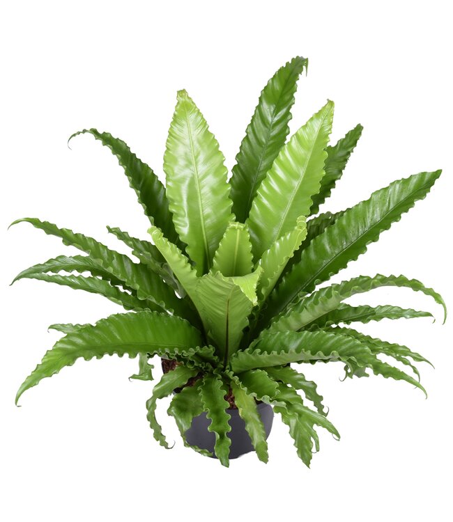 Asplenium Osaka | Stück für Stück