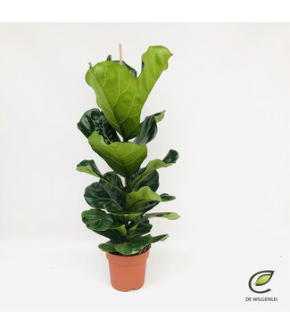 ME Ficus lyrata p21 | Per piece