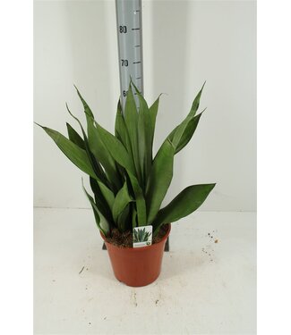 ME Sansevieria Moonshine | Pot size 24 H70 | Each