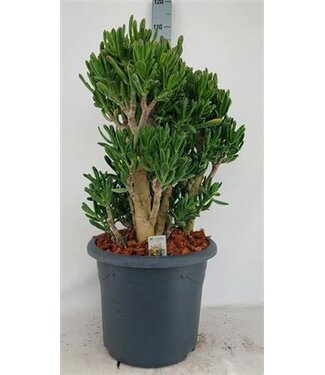 ME Crassula Gollum P40 H90 | by piece